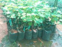 Grape Saplings