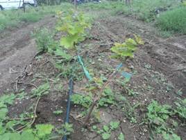 Grafted Vine